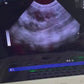 Full Digitalveterinary Ultrasound system Ultrasound Veterinary Ultrasound Machine